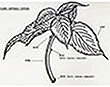 Diagram of a coleus