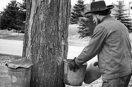 Amish man prepares buckets to collect maple sap in Burton, Ohio in 1965